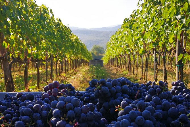 Discover Sustainable Wines in a Guided Tour and Tasting - What the $40.64 price really buys you