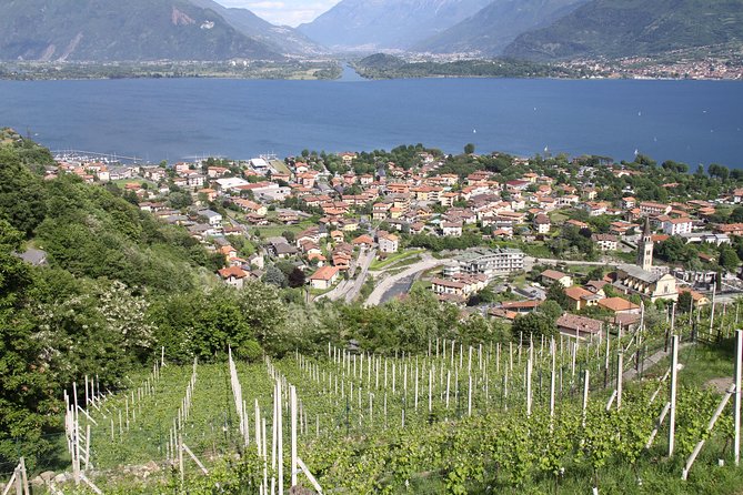 Domaso: Wine Tasting at the Winery on Como Lake - Is $76.22 a fair price?