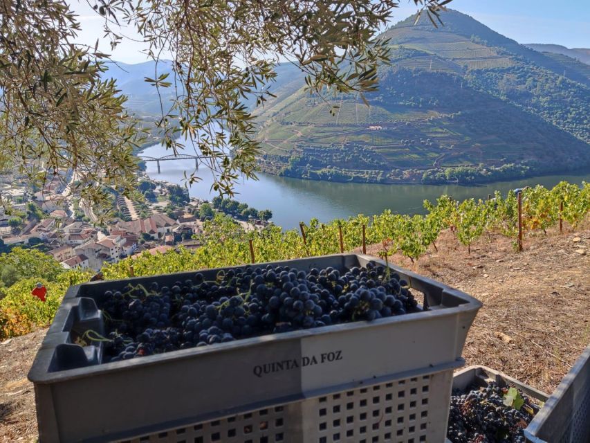 Douro Valley: (Pinhão) Quinta da Foz - Tour&Tasting 5 WINES - What to bring and what to expect on arrival