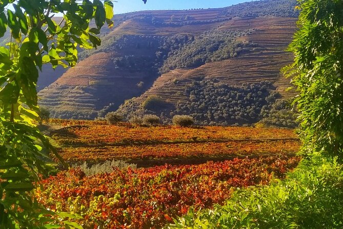 Douro Valley Prime Tour: Wine Tastings, Boat & Lunch from Porto - Quinta do Panascal and the Port lesson