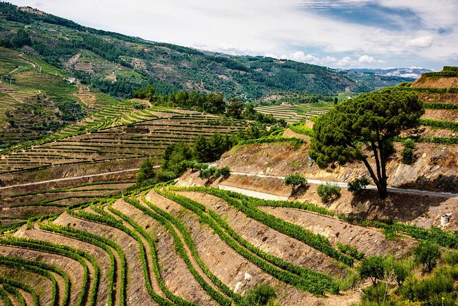 Douro Valley Private Day Trip including Boat Ride & Wine Tasting - The private guide is the real difference