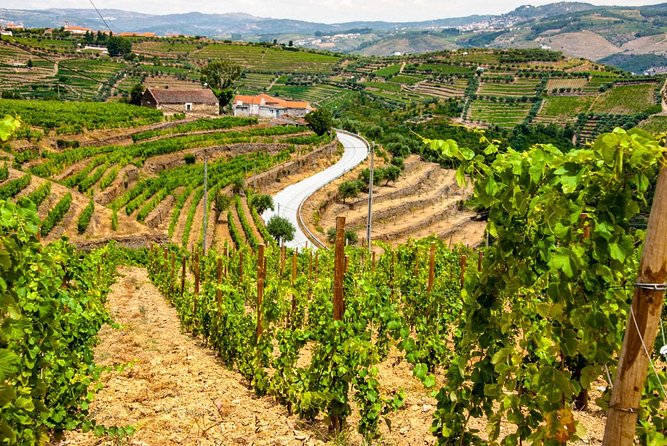 Douro Valley Private Day Trip including Boat Ride & Wine Tasting - Is the $325.32 price good value?