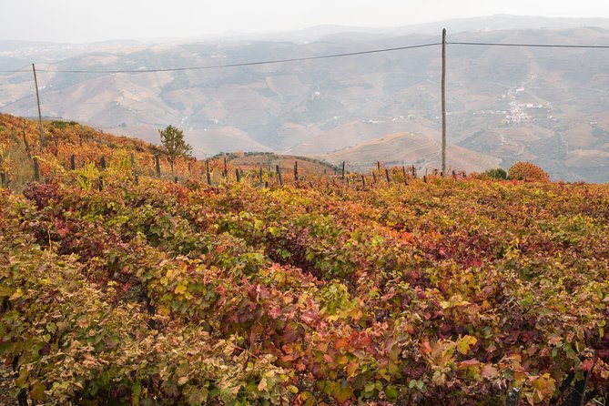 Douro Valley Small-Group Tour with Wine Tasting, Lunch and Boat - Why this Douro day works from Porto