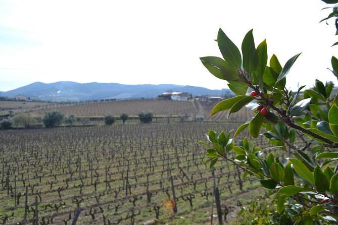 Douro Valley Tour: 2 Vineyard Visits, River Cruise, Winery Lunch - National Road 222 and the approach to Pinhão