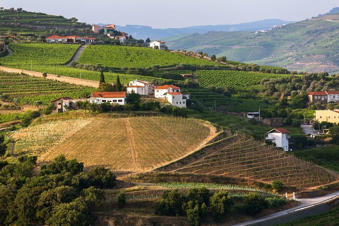 Douro Valley Tour: Wine Tasting, Cruise and Lunch from Porto - Group size, pace, and comfort