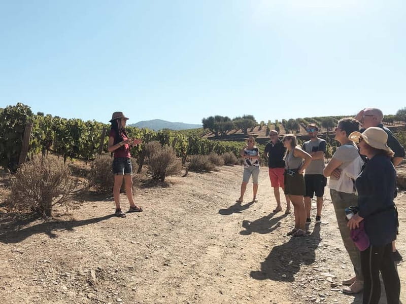 Douro Valley: Tour with Wine Tastings, Lunch, and Boat Ride - The second estate: table wine, olive oil, and honey