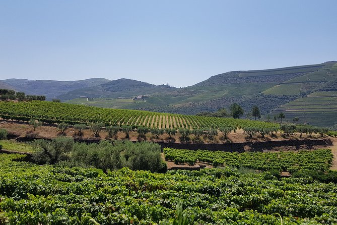 Douro Valley Wine Tour: 3 Vineyard Visits, Wine Tastings, Lunch - Sabrosa, the cellar, and the final Port tasting