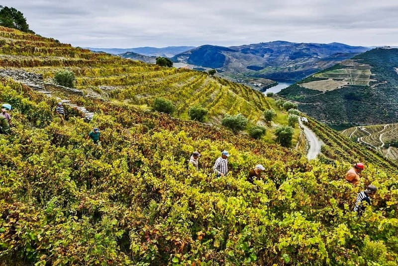 Douro Valley with Two Winery, Boat Trip and Lunch From Porto - A final viewpoint before Porto