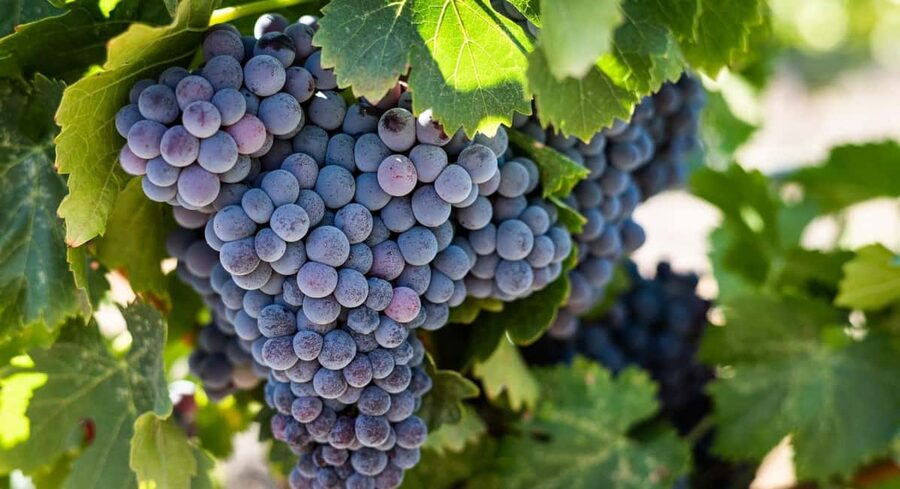 Durres Countryside Vineyards Wine Tasting & Food Pairing - How the guides shape the evening