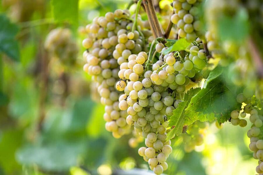 Durres Countryside Vineyards Wine Tasting & Food Pairing - Practical details before you go