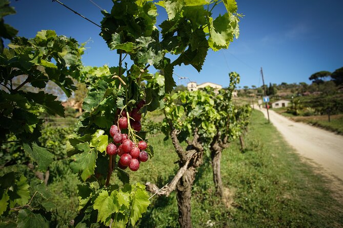 Ebike Tour, Winery, Wine Tasting & Sailing Experience(car option) - Practical Tips Before You Go