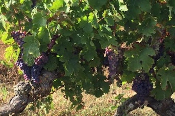 English Speaking Loire Winery Tours originating from Chinon - Starting from Chinon, with the day built around wine