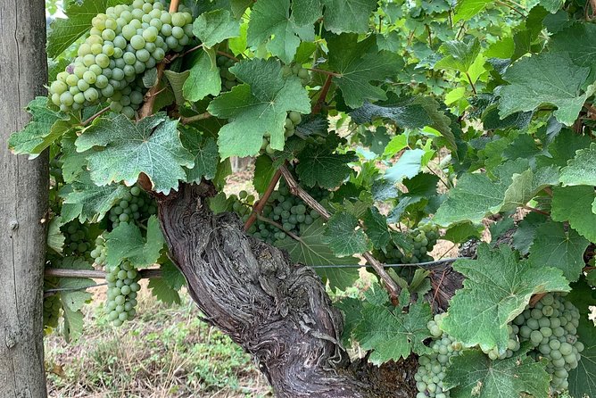 English Speaking Loire Winery Tours originating from Chinon - Who will get the most from this Chinon wine tour