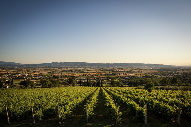 Enjoy and Taste the Flavors of Wine in an Open-air Venue - Who should book this Assisi wine experience?