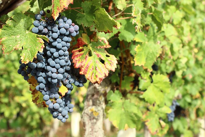 Epicurean Discovery Tour with Wine & Local Specialties - Starting at Château du Petit Thouars near Chinon