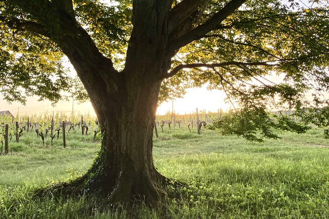 Epicurean Discovery Tour with Wine & Local Specialties - Is 75 minutes enough for the whole experience?