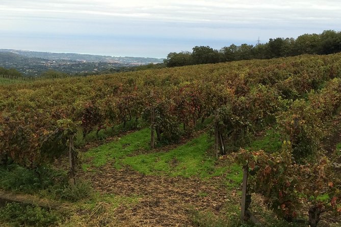 Etna Tour and Lunch in a Winery with Wine Tasting - Private vehicle, public stops
