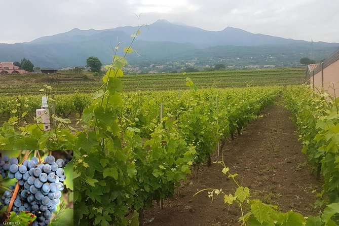 Etna trekking and wine tasting - From Catania to Etna’s black volcanic slopes