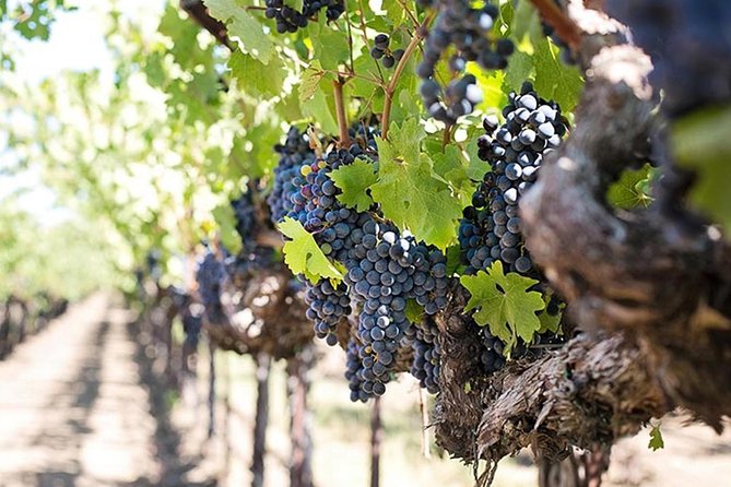 Etna trekking and wine tasting - Walking to extinct craters near 2,000 meters