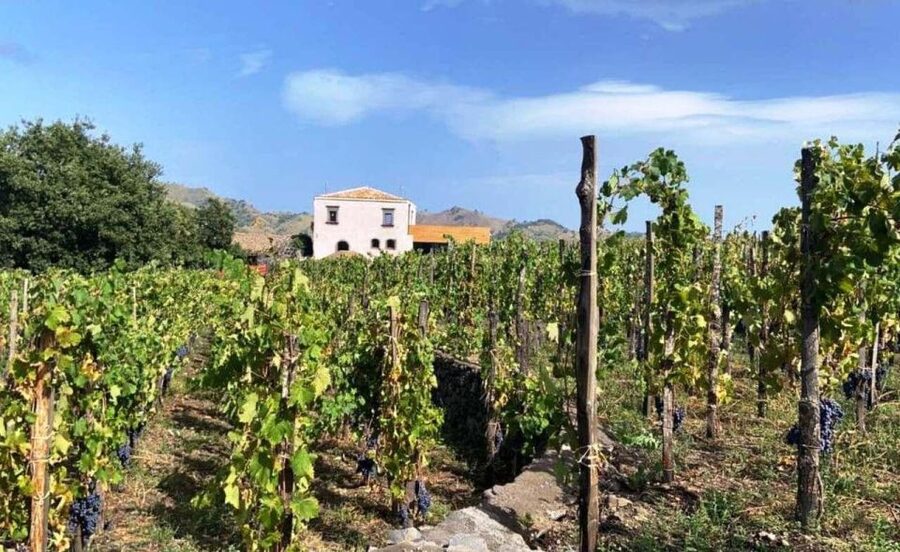 Etna: Wine Tasting and Food Tour - Key points to know before booking