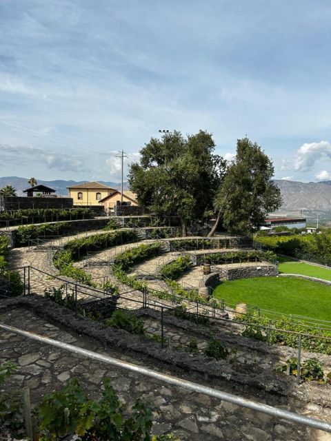 Etna: Wine Tasting and Food Tour - Seven wines, not just Etna reds