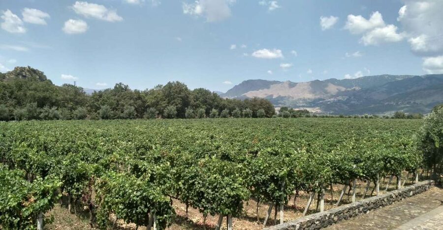 Etna: Wine Tasting and Food Tour - The ride from Catania into Etna country