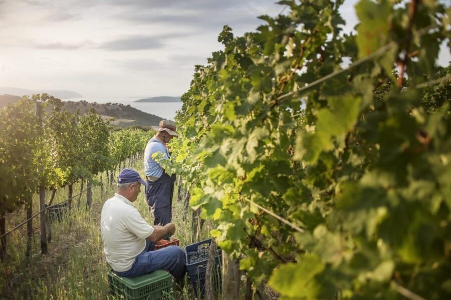 Evening of Wine and Scenic Views in Skiathos - A short tour of vines, grapes, and bottling