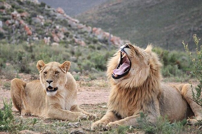 Explore the best Big 5 Aquila Safari Tour and Wine Tasting - Key points to know before you book