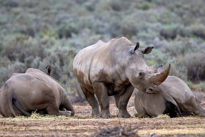 Explore the best Big 5 Aquila Safari Tour and Wine Tasting - Arriving at Aquila Private Game Reserve