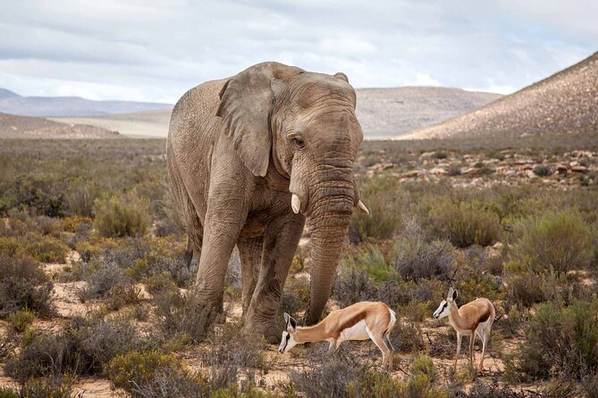 Explore the best Big 5 Aquila Safari Tour and Wine Tasting - The role of Paul Polano Tours