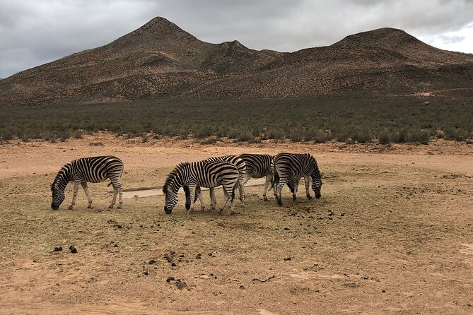 Explore the best Big 5 Aquila Safari Tour and Wine Tasting - Who should book this experience?