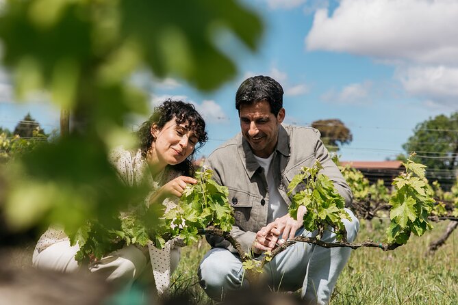 Familia Torres Winery: Gastronomic Tapas & Wine Experience - Touring the Waltraud winery