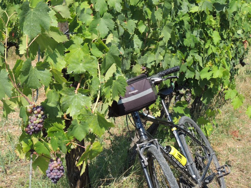 Florence: Chianti Hills Bike Tour with Farm Lunch & Wine - How much value do you get for $152?