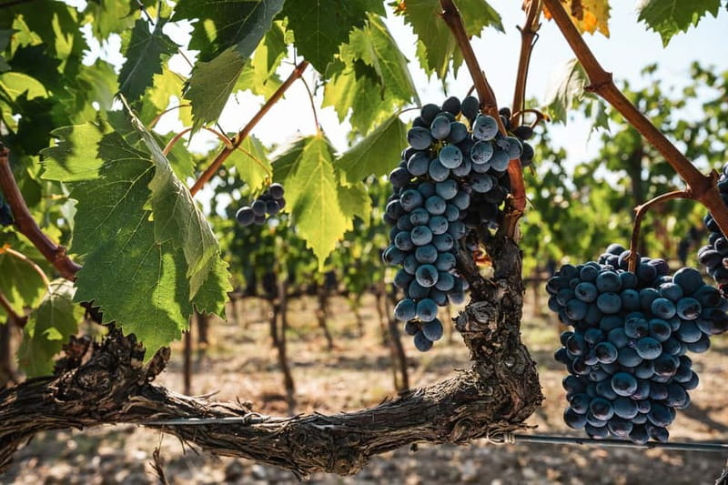 Florence: Chianti Vineyards Tour with Wine Tasting & Dinner - Who will enjoy this evening most?