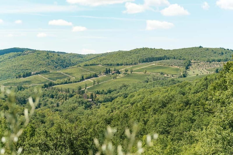 Florence: Chianti Wineries Tour with Wine Tasting - Guides, drivers, and group comfort
