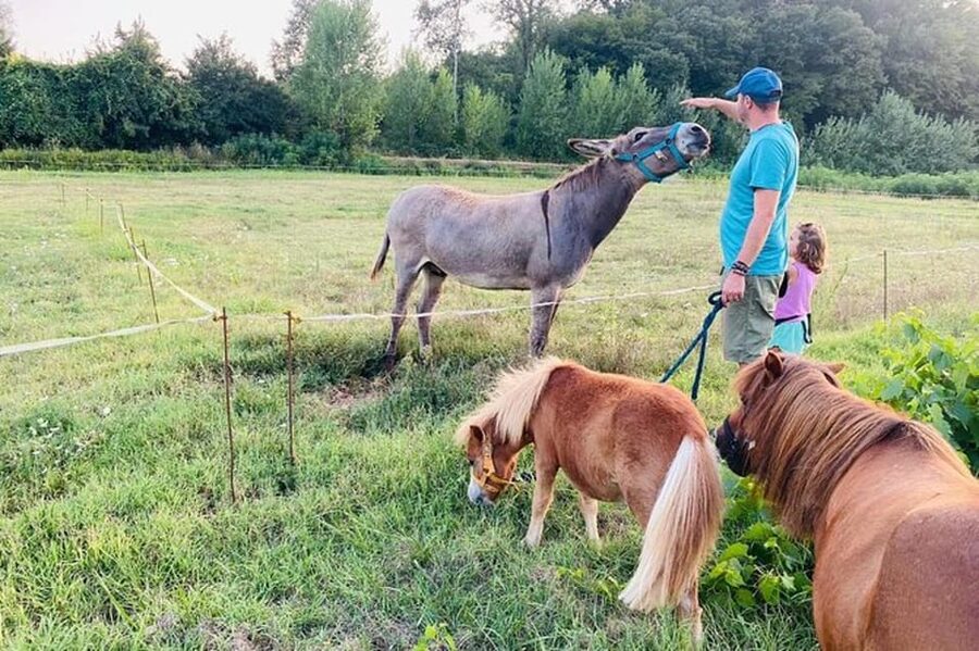 Florence: Countryside Tour with Wine Tasting & Pasta Class - Five wines, small bites, and the farm cellar