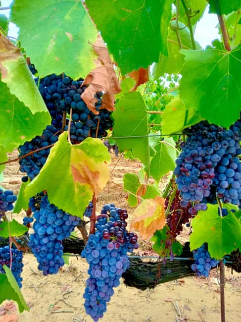 Florence: Countryside Tour with Wine Tasting & Pasta Class - Practical advice for a better visit