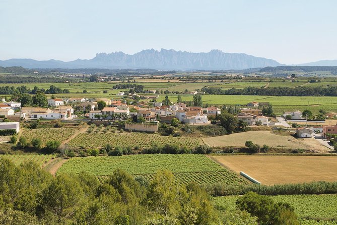 Food and Wine Small Group Tour from Barcelona - Maximum 8 people - Olive groves, oil pressing, and farmhouse lunch