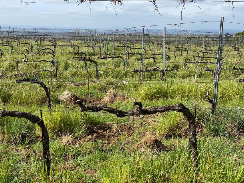 Frascati: Tour in E-Bike with Wine Tasting - Key points to know before booking