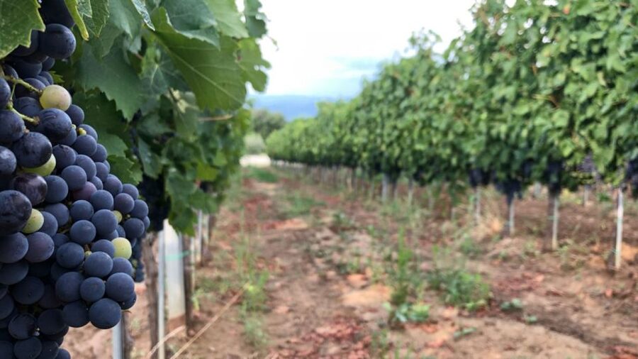 Frascati Wine Road from Rome: Tasting & Lunch - Who will enjoy this Frascati day?