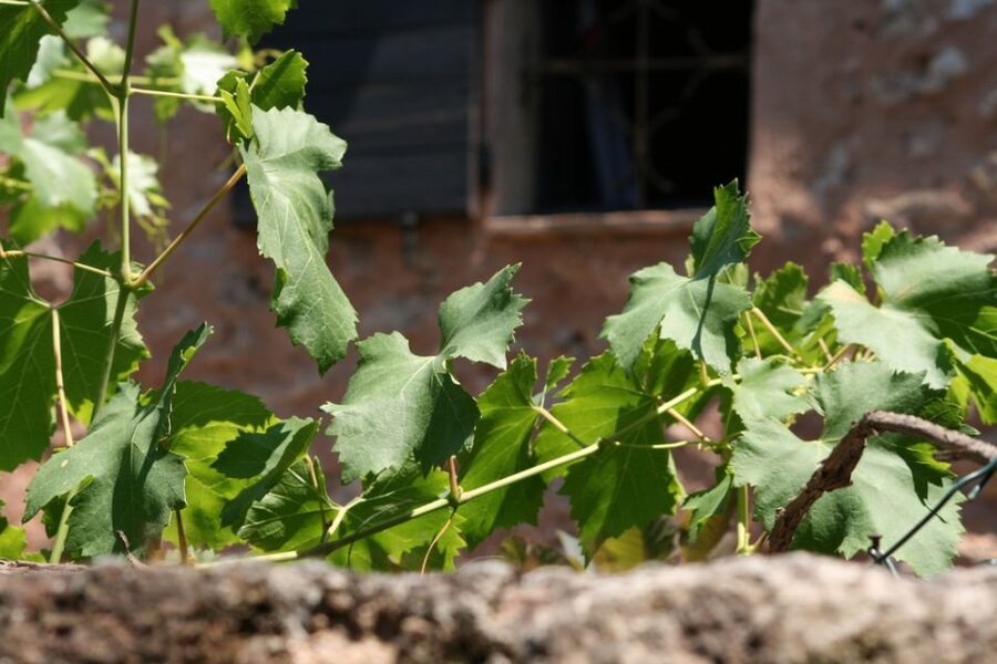 French Riviera: Provencal Wine Tour - Why this makes a good Provence day trip