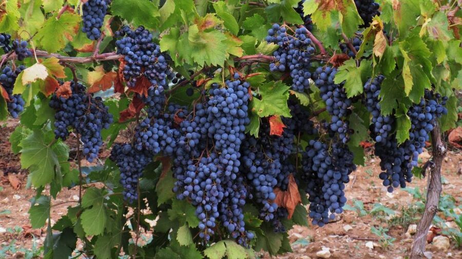 From Aix-en-Provence: Côtes de Provence Wine Tour - Second winery: a different estate and a second perspective