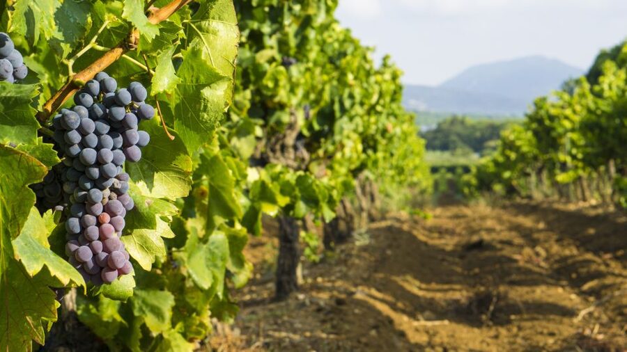 From Aix-en-Provence: Half-Day Wine Tour - First estate: start with the story behind the bottle