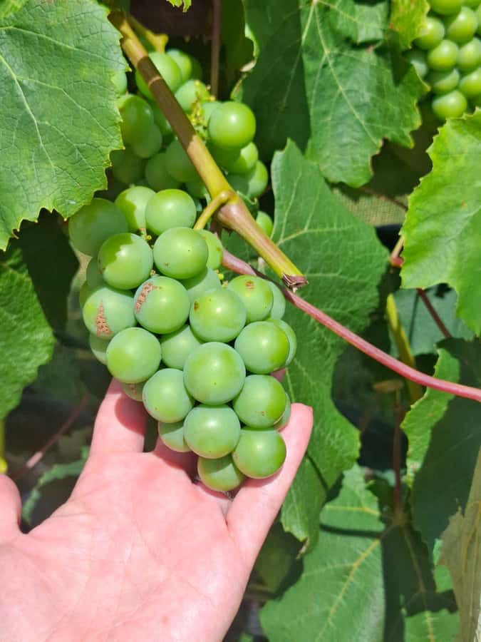 From Auckland: Waiheke Island Wine Cellar Tour - Lunch around 1pm, with the bill left to you