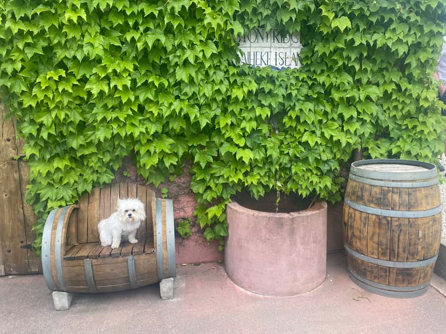 From Auckland: Waiheke Island Wineries' Tour - Is $110 a fair price?