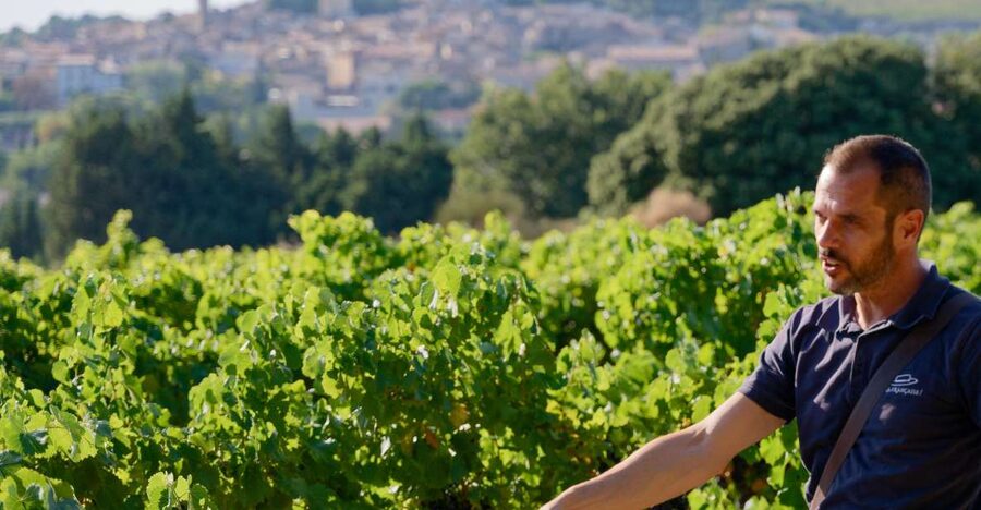 From Avignon: Châteauneuf du Pape Half-Day Wine Tour - First tasting: learning the wines of the appellation