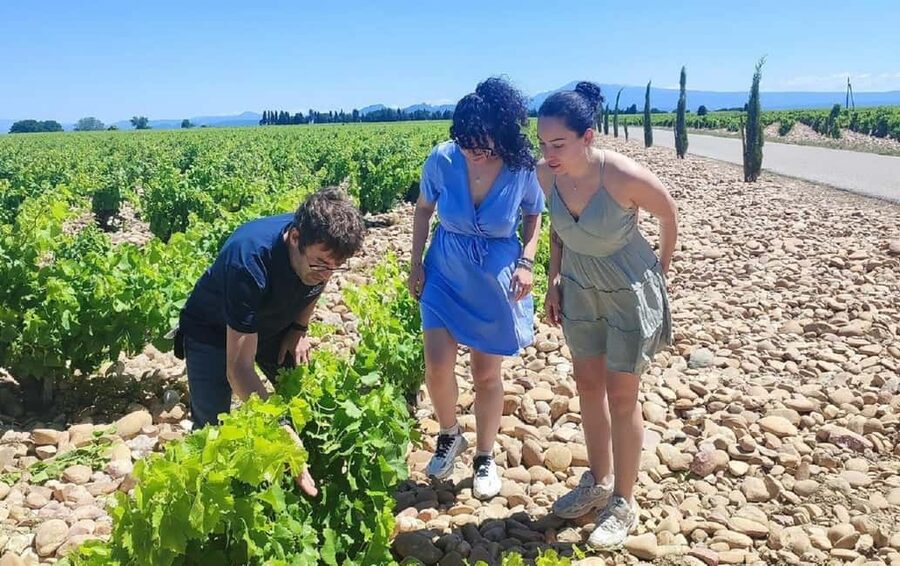 From Avignon: Châteauneuf du Pape Half-Day Wine Tour - What the guides add to the day