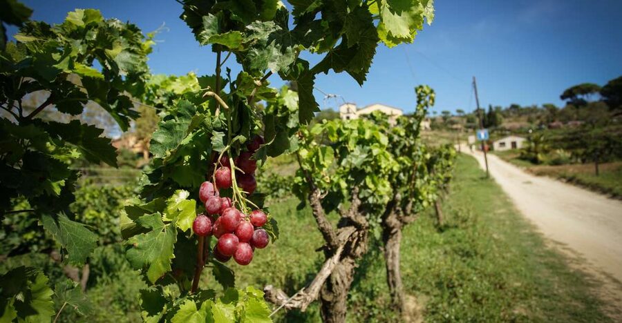 From Barcelona: Sailing and Wine Tasting Experience - Arriving at the 14th-century Alella estate