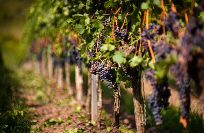 From Bilbao: La Rioja Wineries Day Trip with Wine Tastings - Laguardia, medieval streets, and a cellar below the town