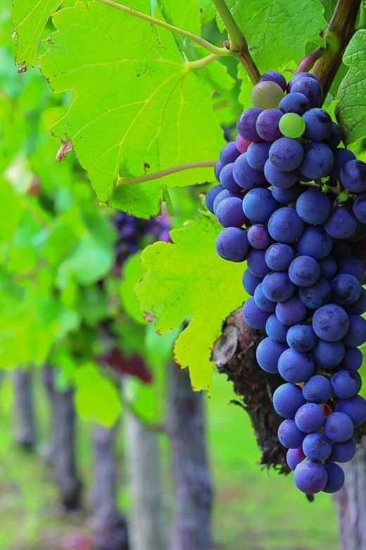 From Bordeaux: Full-Day Medoc Wine Tour - Key points to know before booking